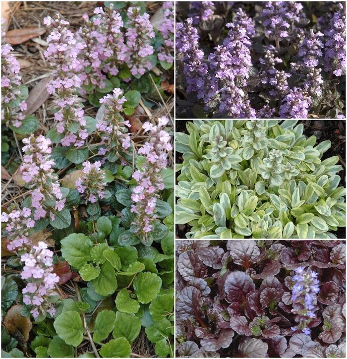 Multiple Varieties - Ajuga from Paradise Acres Garden Center
