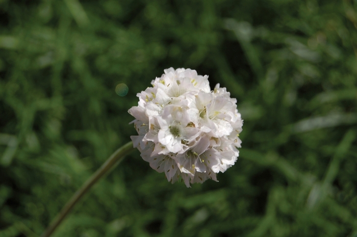 'Alba' Sea Thrift - Armeria maritima from Paradise Acres Garden Center