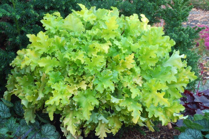'Lime Marmalade' - Heuchera (Coral Bell) from Paradise Acres Garden Center