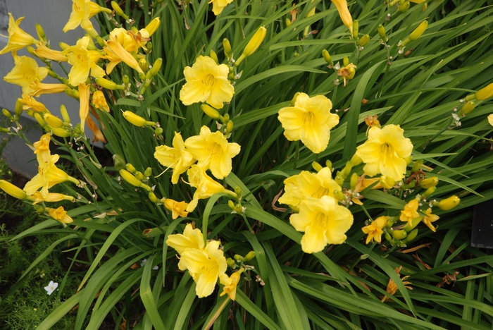 'Happy Returns' Daylily - Hemerocallis from Paradise Acres Garden Center