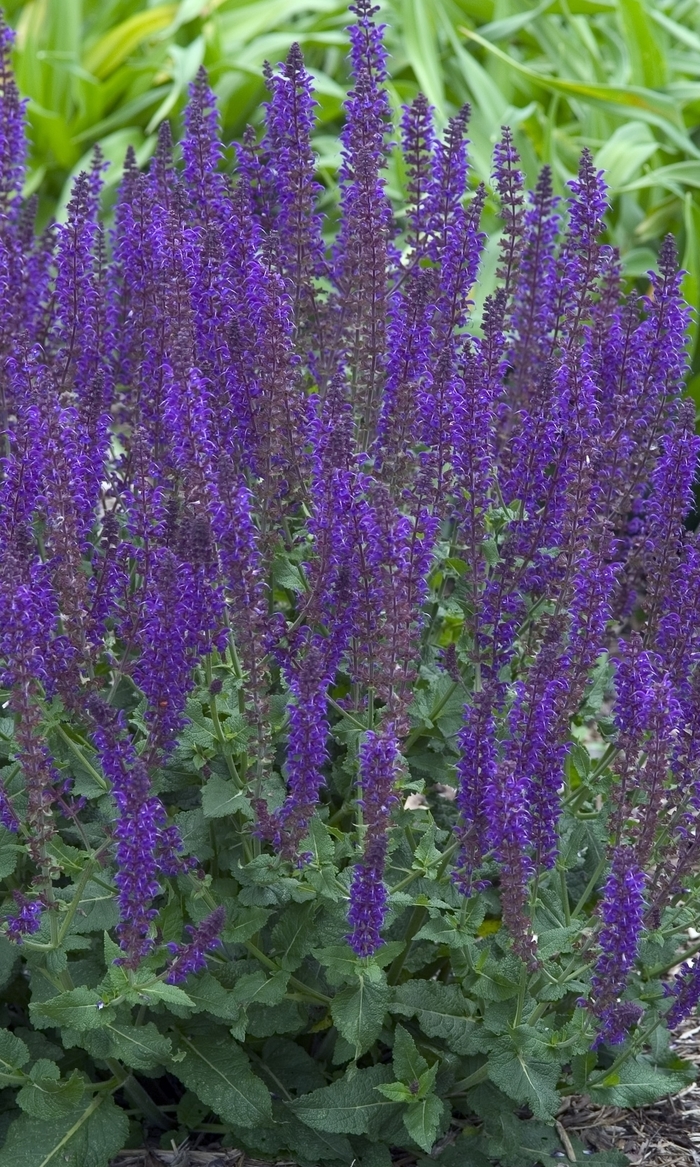 'May Night' Meadow Sage - Salvia x sylvestris from Paradise Acres Garden Center