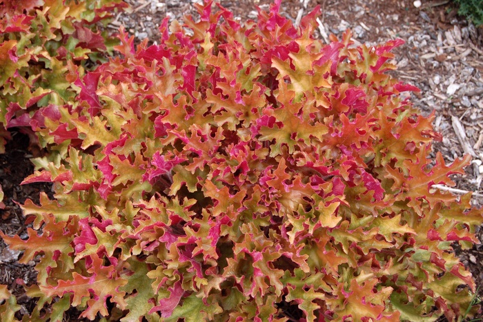 ''Marmalade&trade;'' Coral Bells - Heuchera from Paradise Acres Garden Center