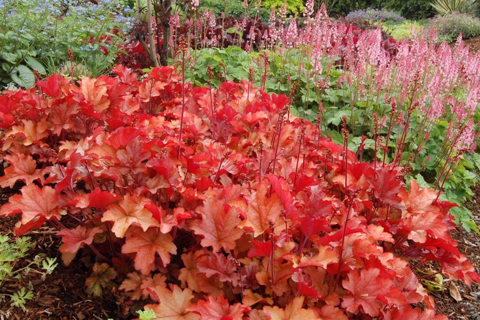 ''Peach Flambe'' Coral Bells - Heuchera from Paradise Acres Garden Center