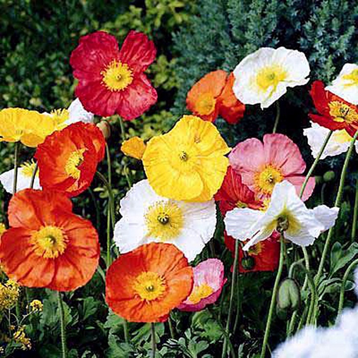 'Wonderland Mix' Poppy - Papaver from Paradise Acres Garden Center