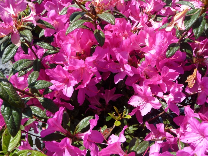 Encore&reg; 'Autumn Amethyst&reg;' - Rhododendron (Azalea) from Paradise Acres Garden Center