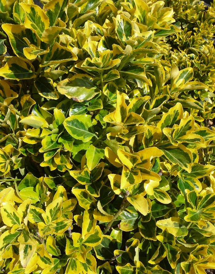 ''Aureo-marginatus'' Golden Euonymus - Euonymus japonicus from Paradise Acres Garden Center