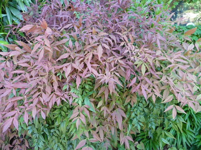 'Sienna Sunrise&reg; (Monfar)' Sienna Sunrise&reg; Compact Nandina - Nandina domestica from Paradise Acres Garden Center