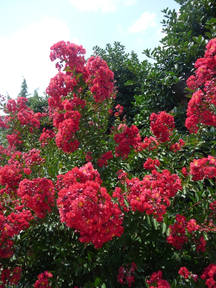 'Red Rocket&reg;' Crape Myrtle - Lagerstroemia indica from Paradise Acres Garden Center