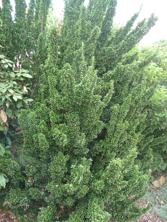 'Green Spire' Japanese Euonymus - Euonymus japonicus from Paradise Acres Garden Center