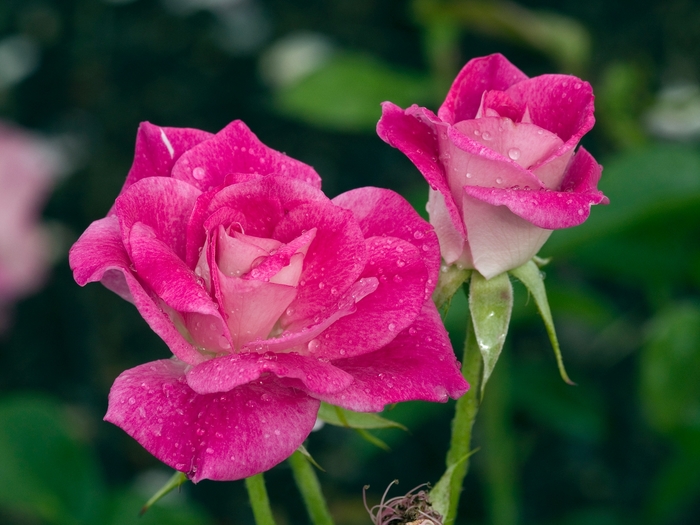 'Brilliant Pink Iceberg' Floribunda Rose - Rosa from Paradise Acres Garden Center