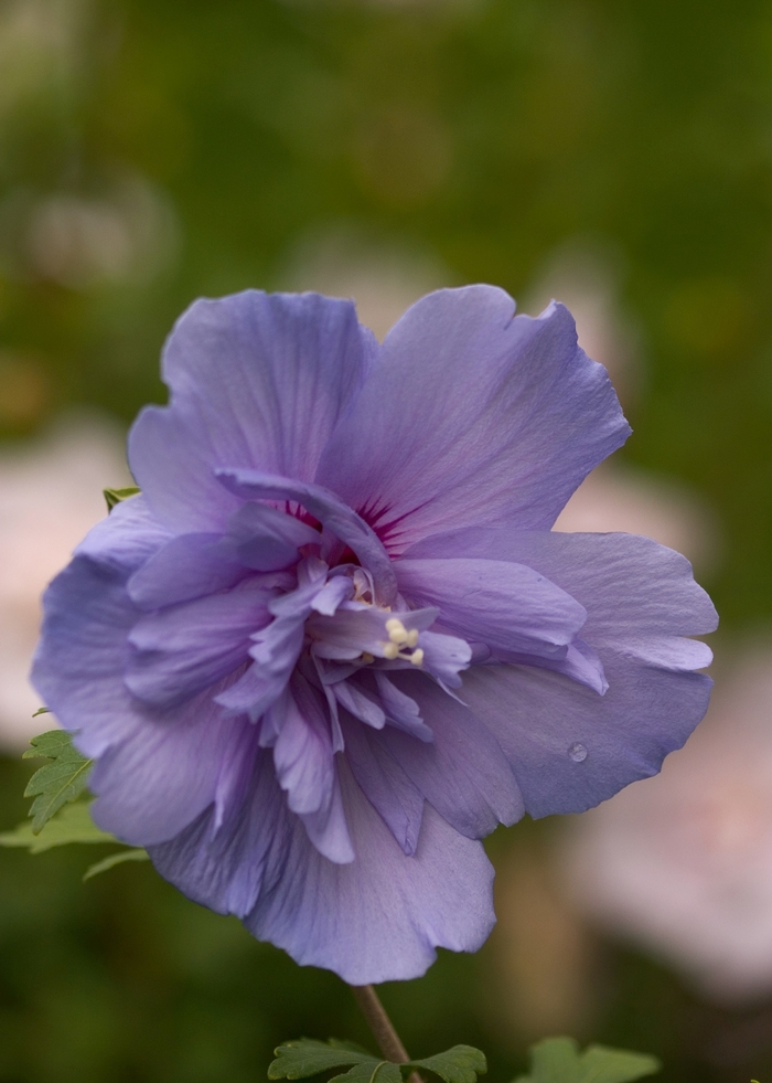 'Blue Chiffon&reg;' Rose of Sharon - Hibiscus syriacus from Paradise Acres Garden Center