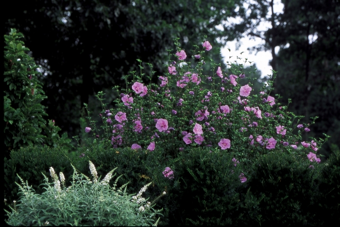 ''Lavender Chiffon&reg;'' Rose Of Sharon - Hibiscus syriacus from Paradise Acres Garden Center