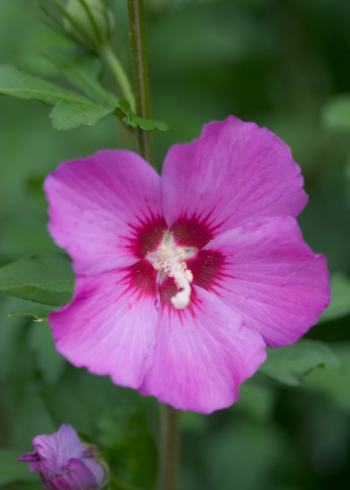 'Violet Satin®' Rose of Sharon - Hibiscus syriacus from Paradise Acres Garden Center