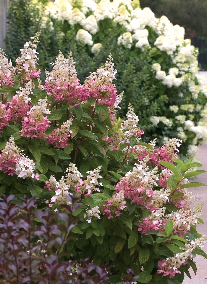 'Pinky Winky&reg;' Panicle Hydrangea - Hydrangea paniculata from Paradise Acres Garden Center