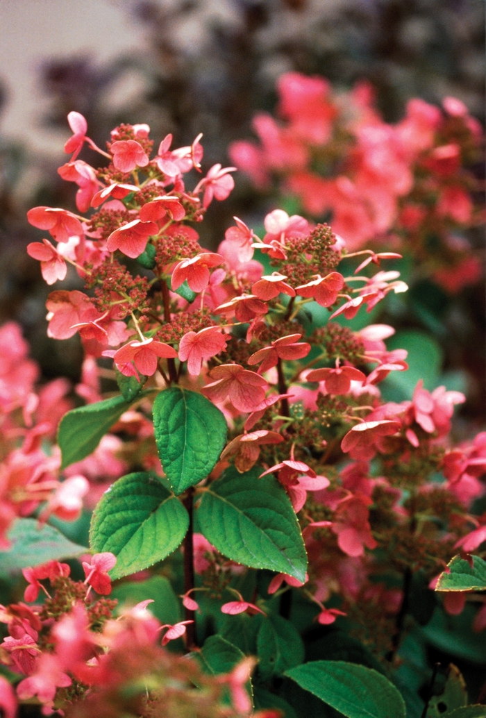 ''Quick Fire&reg;'' Panicle Hydrangea - Hydrangea paniculata from Paradise Acres Garden Center