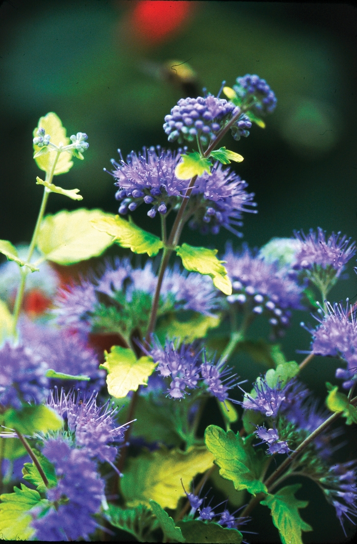 ''Sunshine Blue&reg;'' Bluebeard - Caryopteris incana from Paradise Acres Garden Center