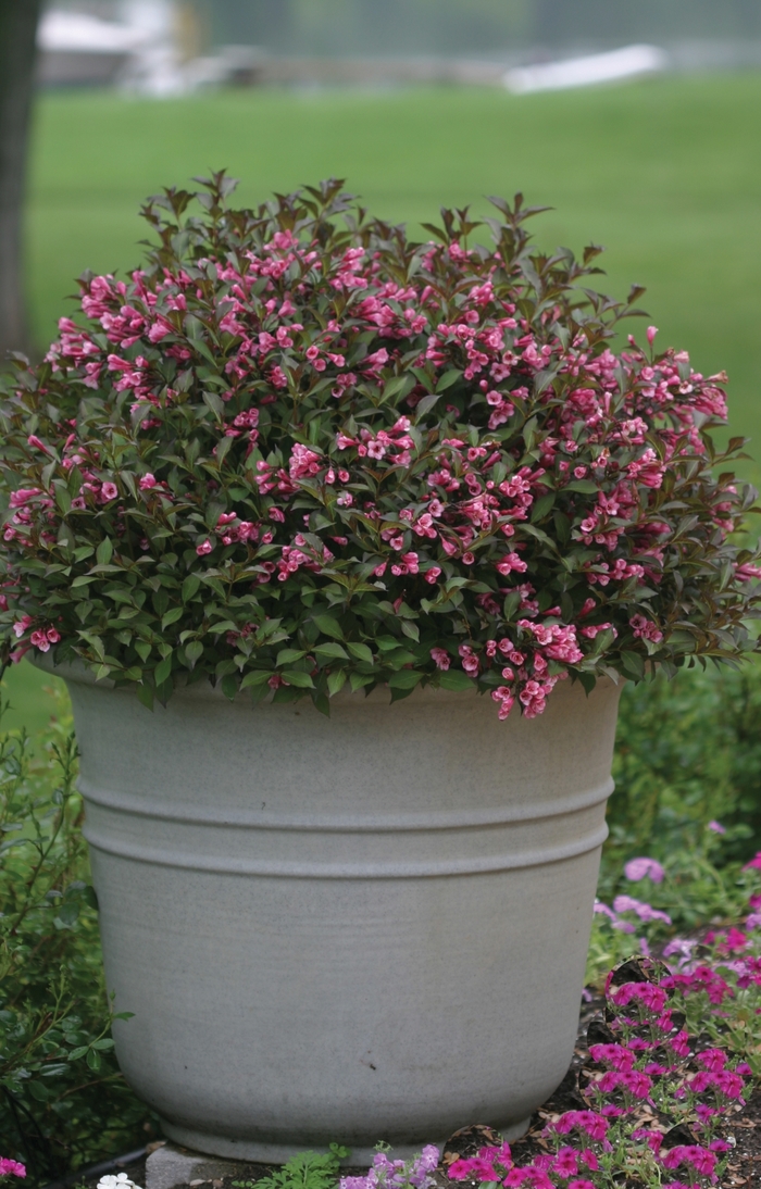 Fine Wine&reg; - Weigela florida from Paradise Acres Garden Center