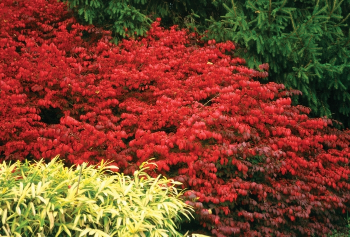 ''Fire Ball&reg;'' Burning Bush - Euonymus alatus from Paradise Acres Garden Center