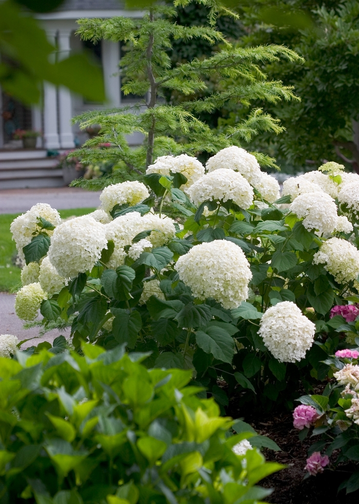 Incrediball&reg; Smooth Hydrangea - Hydrangea arborescens from Paradise Acres Garden Center