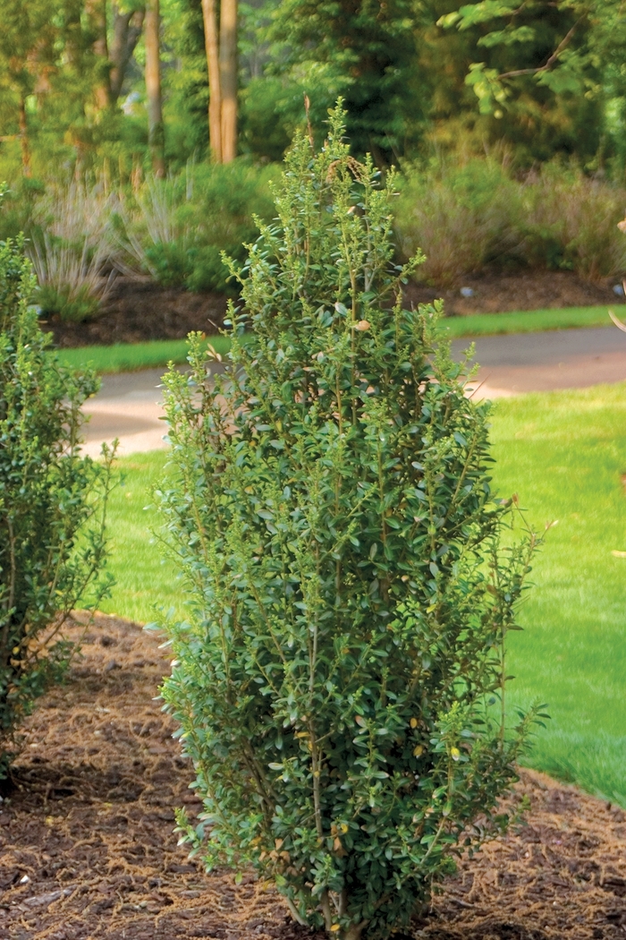 ''Sky Box&reg;'' Japanese Holly - Ilex crenata from Paradise Acres Garden Center