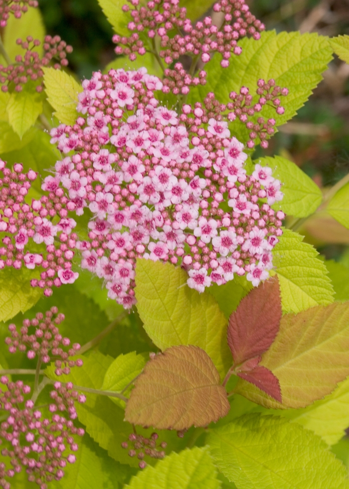 Double Play ''Big Bang&reg;'' - Spiraea (Spirea) from Paradise Acres Garden Center