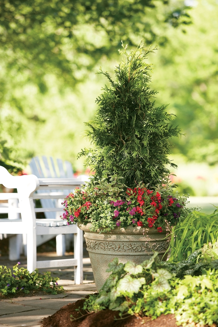 'Spring Grove&reg;' Western Arborvitae - Thuja plicata from Paradise Acres Garden Center