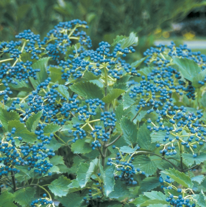 ''Blue Muffin&reg;'' Arrowwood Viburnum - Viburnum dentatum from Paradise Acres Garden Center