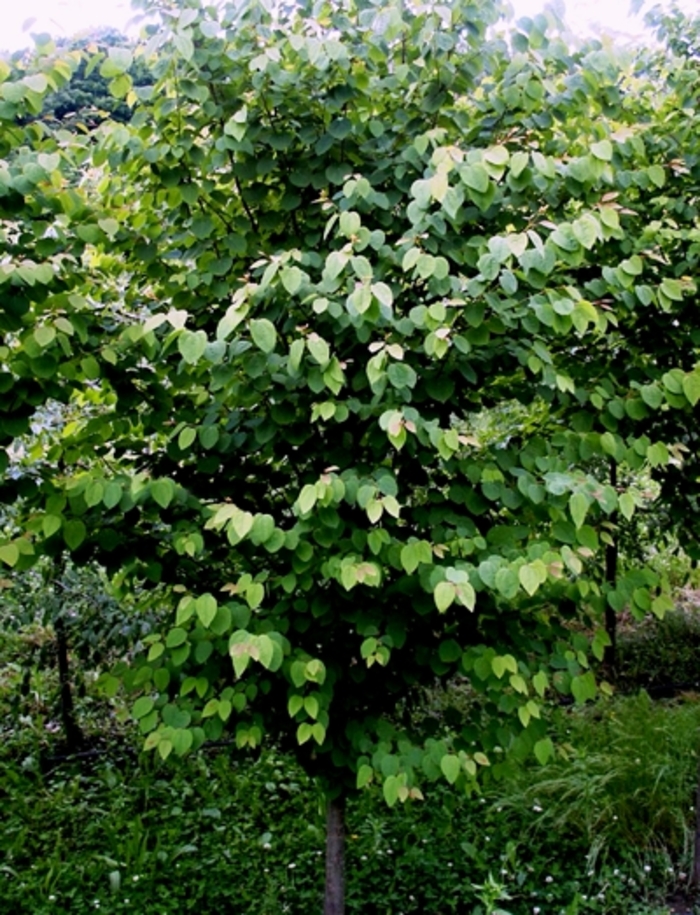 Katsura Tree - Cercidiphyllum japonicum from Paradise Acres Garden Center