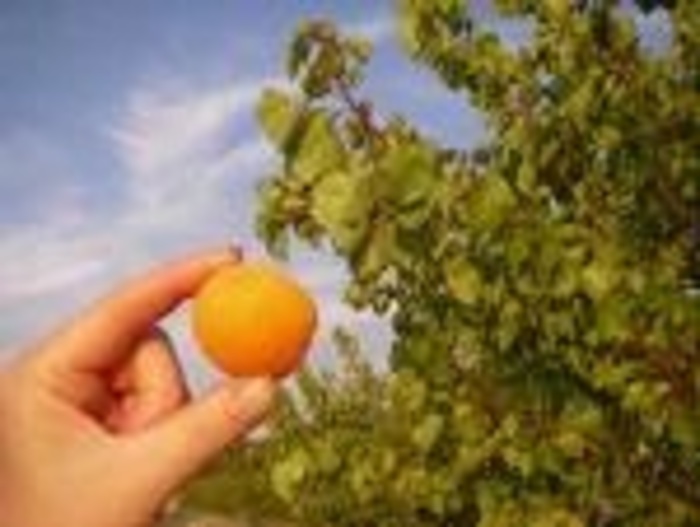 Chinese Apricot - Prunus armeniaca from Paradise Acres Garden Center