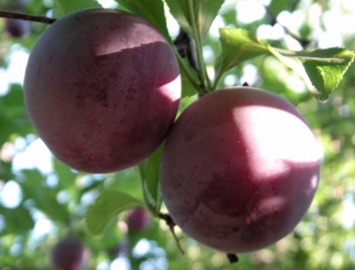 'Santa Rosa' Plum - Prunus salicina from Paradise Acres Garden Center