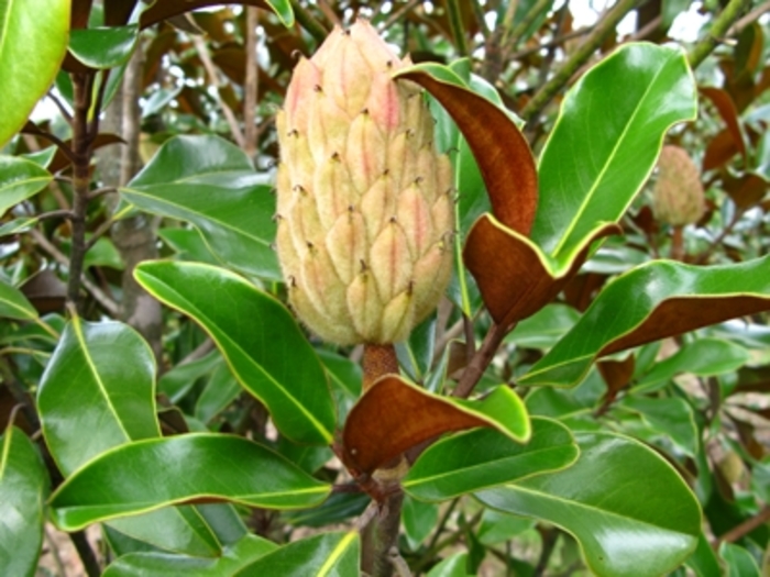 'Bracken's Brown Beauty' - Magnolia grandiflora from Paradise Acres Garden Center