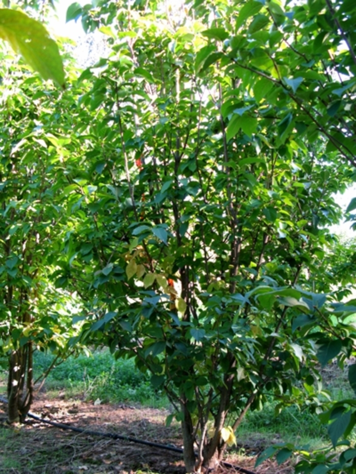 'Ivory Silk' Japanese Tree Lilac - Syringa reticulata from Paradise Acres Garden Center