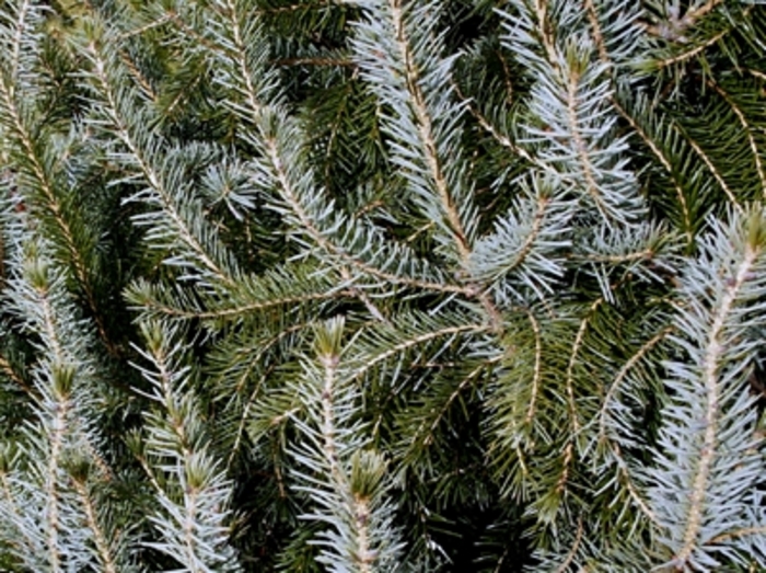 Serbian Spruce - Picea omorika from Paradise Acres Garden Center
