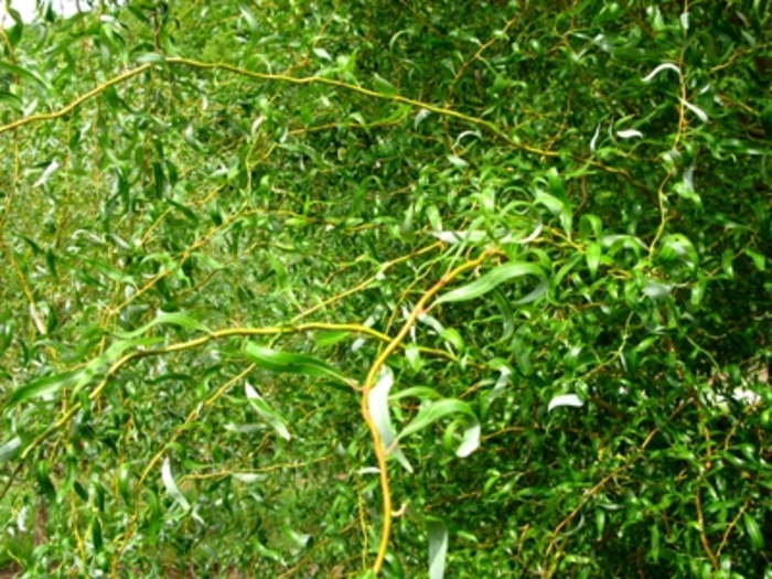 'Golden Curls (Erythroflexuosa)' Corkscrew Willow - Salix matsudana from Paradise Acres Garden Center