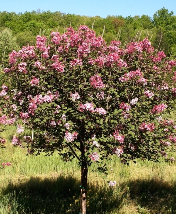 'Tinkerbelle' Lilac - Syringa from Paradise Acres Garden Center