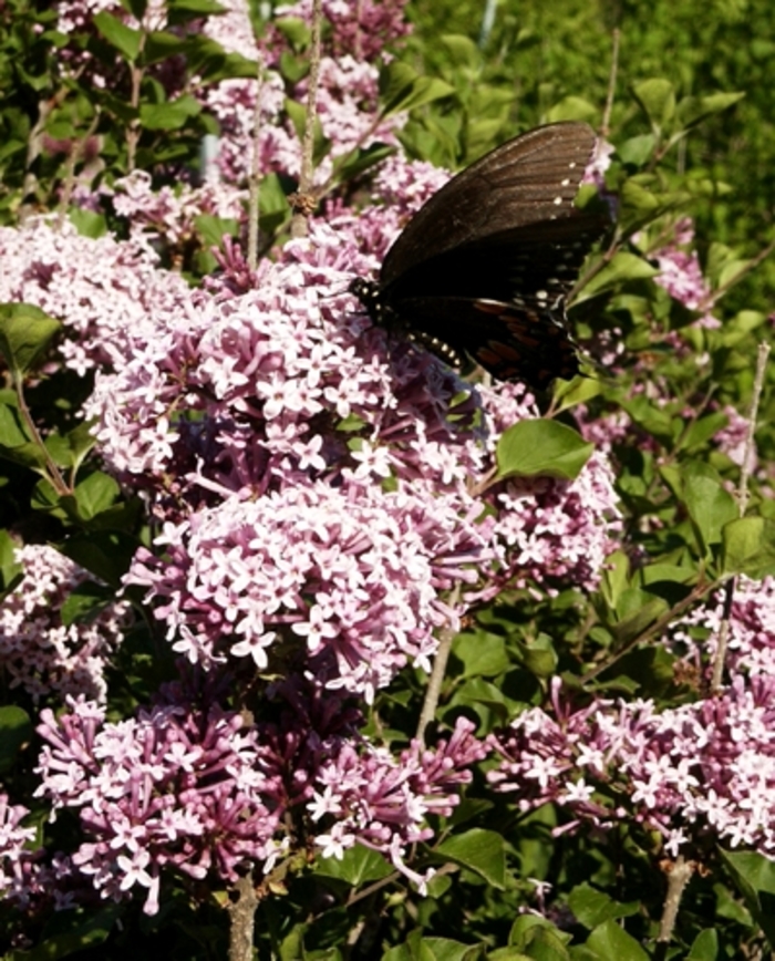 Fairytale® Prince Charming® Lilac - Syringa from Paradise Acres Garden Center