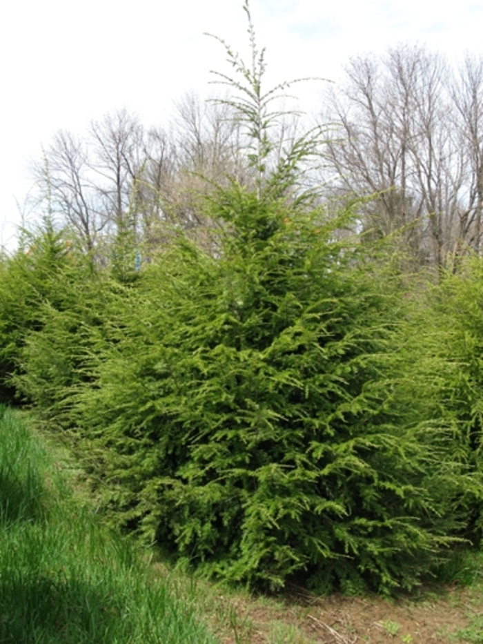 Canadian Hemlock - Tsuga canadensis from Paradise Acres Garden Center