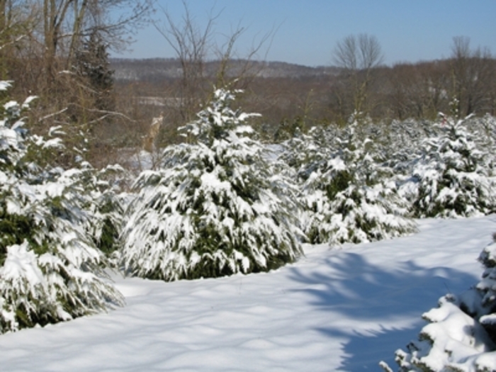 Canadian Hemlock - Tsuga canadensis from Paradise Acres Garden Center