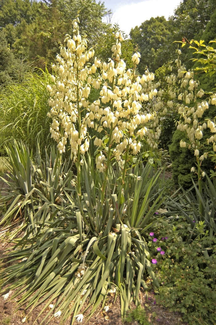 Adam's Needle - Yucca filamentosa from Paradise Acres Garden Center