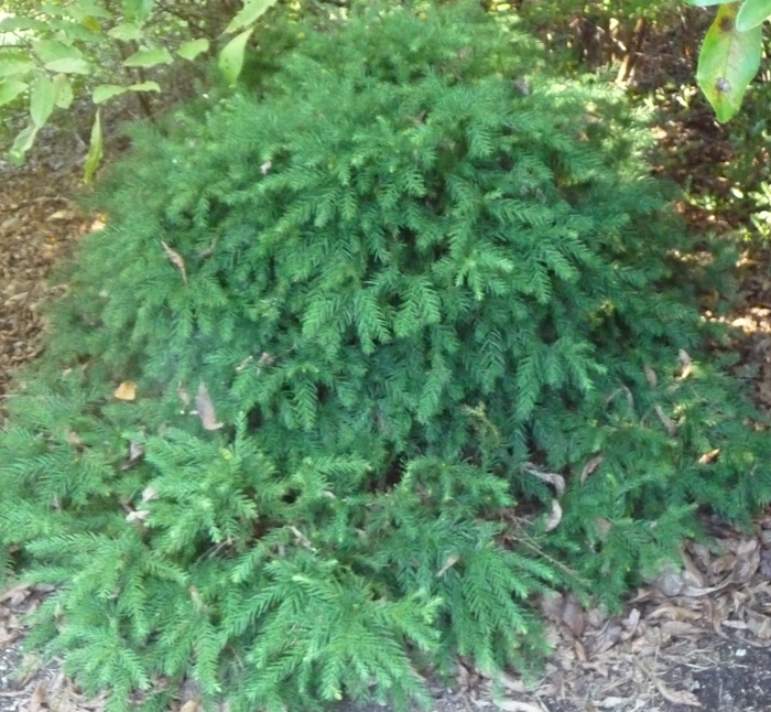 'Elegans Nana' Dwarf Japanese Cedar - Cryptomeria japonica from Paradise Acres Garden Center