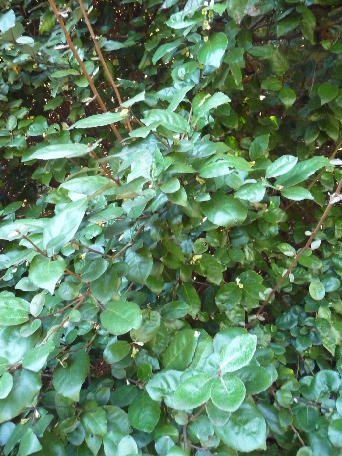 'Glens Compact' - Elaeagnus pungens from Paradise Acres Garden Center