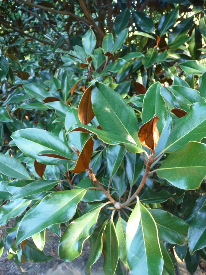 'Kay Parris' - Magnolia grandiflora from Paradise Acres Garden Center