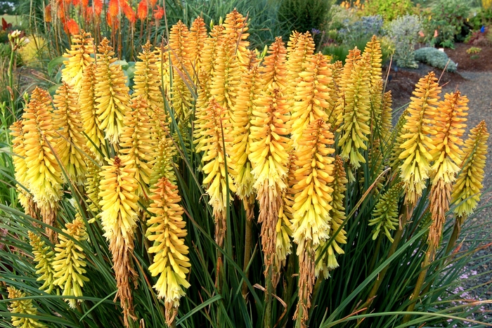 Popsicle&trade; ''Pineapple'' - Kniphofia (Red Hot Poker) from Paradise Acres Garden Center