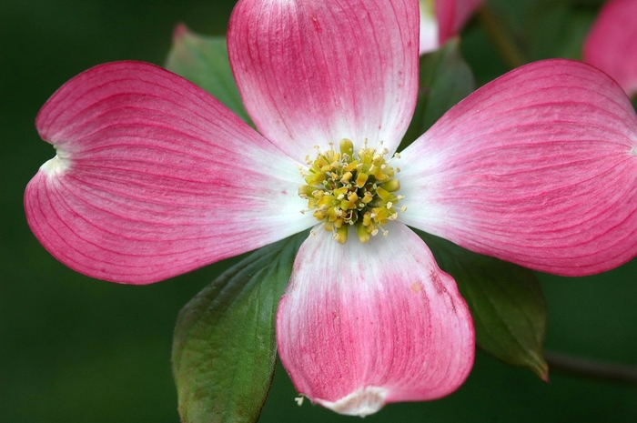 Dogwood - Cornus florida var. rubra from Paradise Acres Garden Center