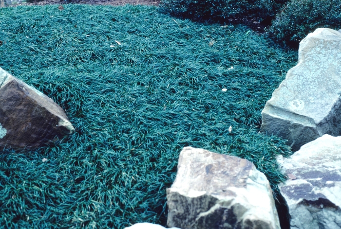 'Nana' Dwarf Mondo Grass - Ophiopogon japonicus from Paradise Acres Garden Center