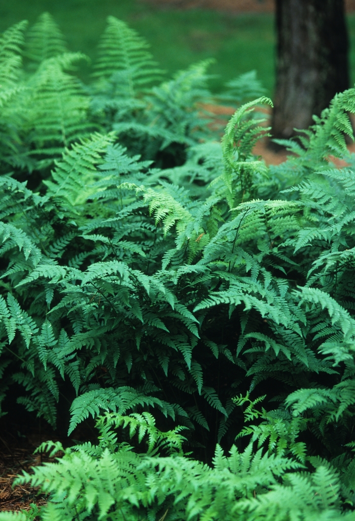 Common Wood Fern - Athyrium filix-femina from Paradise Acres Garden Center
