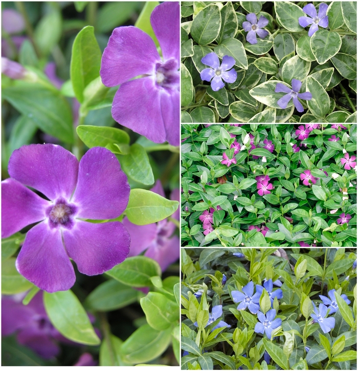 Vinca - Vinca from Paradise Acres Garden Center
