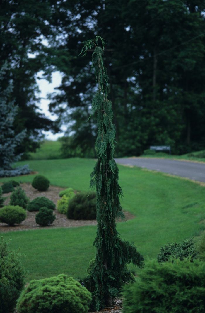 'Green Arrow' Nootka Falsecypress - Chamaecyparis nootkatensis from Paradise Acres Garden Center