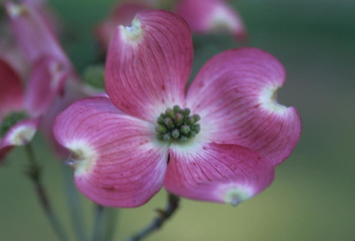 'Cherokee Sunset&trade;' Dogwood - Cornus florida from Paradise Acres Garden Center