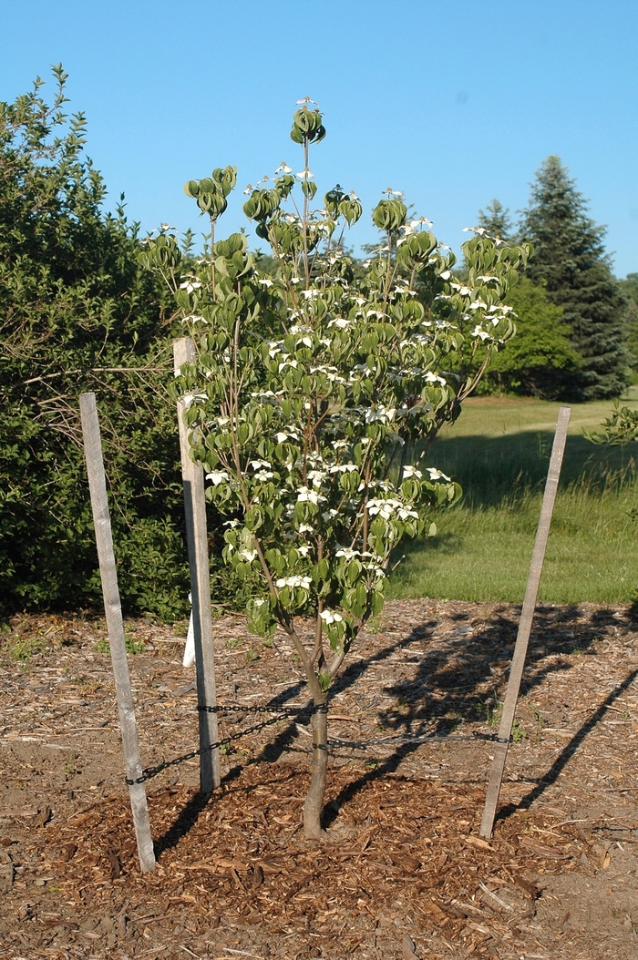 'Galilean&trade;' Kousa Dogwood - Cornus kousa from Paradise Acres Garden Center